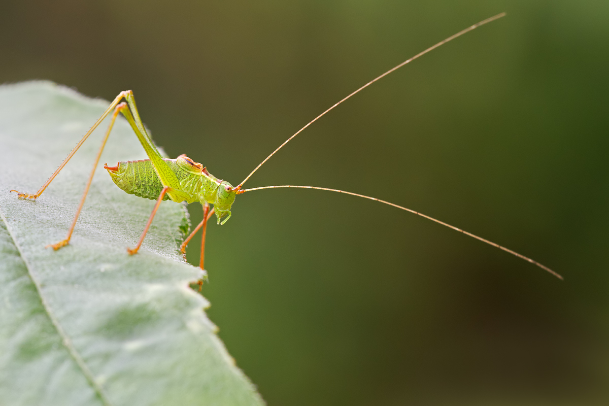 Speckled Bush Cricket 3